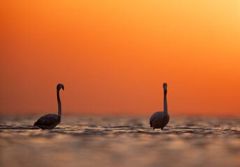 A pair of Greater Flamingos wading at  Asker coast and beautiful hue in the morning, Bahrain