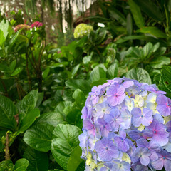 Hydrangea Flower 