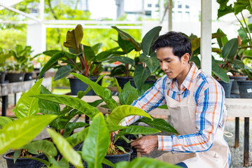 Asian gardener is checking his tropical plant at nursery garden center for native and exotic plant...