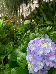 Hydrangea Flower 