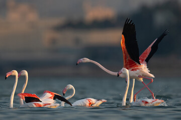 Greater Flamingos takeoff at Eker creek during high tide in the morning, Bahrain