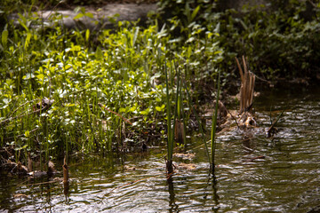 In the middle of the National Botanical Garden of Iran, there is an artificial lake that flows into it through various channels and provides a calm and green environment