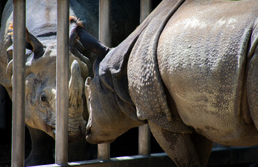 Rhinos in the zoo