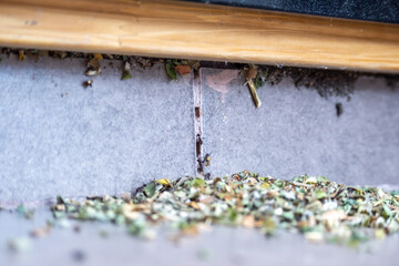 Common black ants invading a house. They have leaves and are preparing their nest.