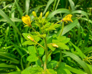 Yellow cleome (cleome viscosa) or spider flower,tickweed flower plant with green blurred background in sun light. 