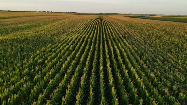Top view on corn field rows