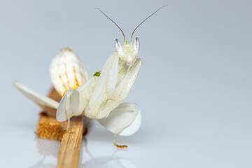 A portrait of an Orchid Mantis  