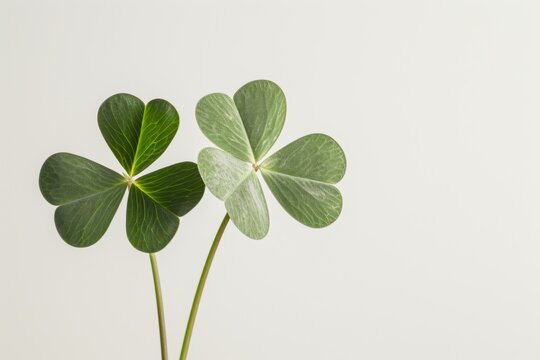 An image showing a detailed view of a three-leaf clover against a plain white backdrop.