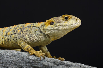 Portrait of a Painted Dragon on a rock
