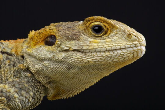 Portrait of a Painted Dragon against a black background
