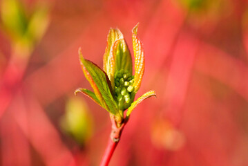 small green bud of a shrub with red bark