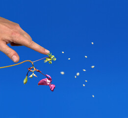 himalayan balsam (Impatiens glandulifera) exploding, popping, spreading seed corns, seed dispersal