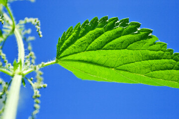 common, burn or stinging nettle plant (urtica dioica urens)