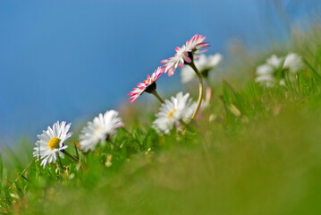 closeup of daisies  (Bellis perennis) © Andreas