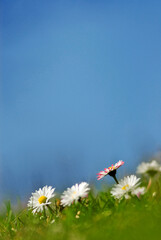 closeup of daisies  (Bellis perennis) © Andreas