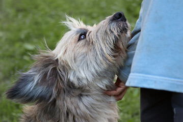 Lovely image of a senior dog looking at its owner. Close up of the hand of a woman petting her dog...