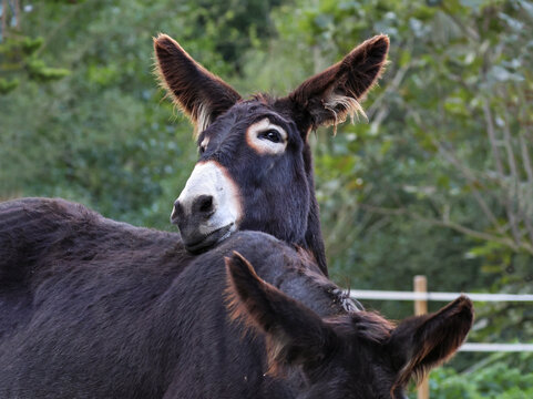 Portrait of a cute and funny donkey resting its head on his sibling. Two loving jackasses kissing each other in a scenic rural area. Beautiful farm animals enjoying a good time together.