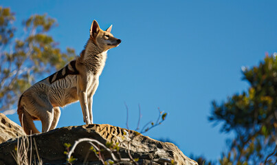 Tasmanian tiger, tasmanian wolf, thylacine, in the wild on rock isolated against a sunny, bright blue sky. Concept shot on poaching, hunting and the extinction threat to animals from humans - Powered by Adobe