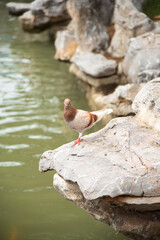 There is a dove standing on the rock by the water's edge