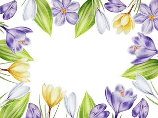 Watercolor frame with yellow, purple and white blooming crocus flowers isolated on white background. Spring and easter template, botanical hand painted saffron illustration. For designers, wedding