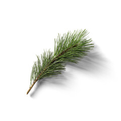 Small Conifer Twig