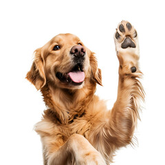Golden Retriever Dog Happily Playing and Giving a Cute High Five, Isolated on Transparent Background, PNG