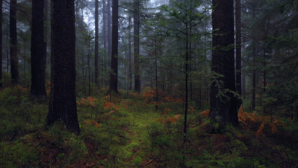 Dark evening mystic mossy forest landscape.