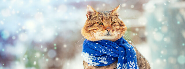 Portrait of a funny cat in a knitted scarf. The cat sits outdoors in the snow in winter during a...