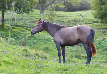 Stunning horse roaming free on a farm. Full body portrait of a beautiful adult horse at sunset on a green grass field.