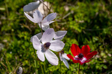 Wild white anemone coronaria (windflower) flowers blooming in the Antalya, Turkey after the winter rains. Also known as spanish marigold or windflower.