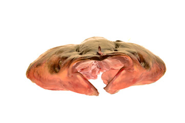 Naklejka premium raw fish isolated on white background