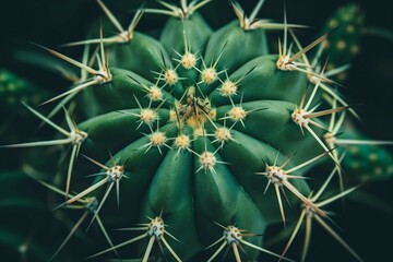 Cactus close up