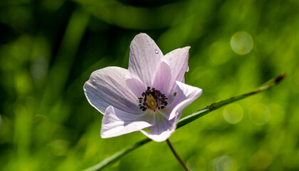 Wild white anemone coronaria (windflower) flowers blooming in the Antalya, Turkey after the winter...