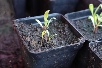 young chard plants germinating in pots. chard plant with embedded seed sprouting in the vegetable...