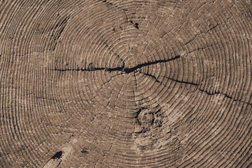 Naklejka premium Tree Ring Detail Texture in colour