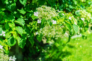 Climbing Hydrangea in a Summer Garden, Blooming Flowers