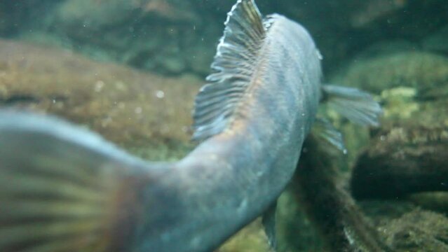 Large zander in underwater shots.