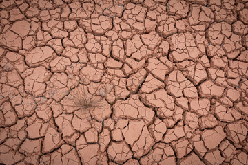 The red soil is cracked and cracked from drought and pollution.