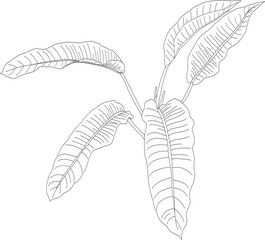 Philodendron auriculatum