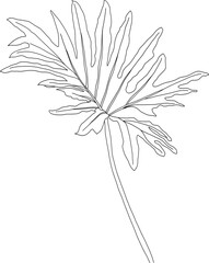 Philodendron radiatum schott