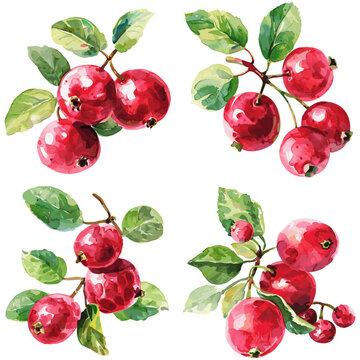 Set of watercolor cranberry fruit isolated on white background