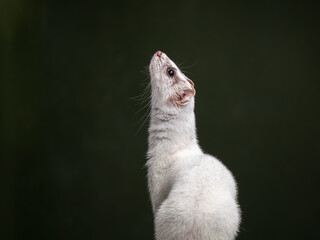 A Stoat in White Ermine