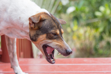 The angry dog bared its teeth and snarled in displeasure