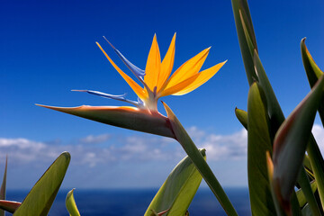 bird of paradise  or crane flower (Strelitzia reginae) La Palma, Canary Islands, Spain