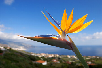 bird of paradise  or crane flower (Strelitzia reginae) La Palma, Canary Islands, Spain