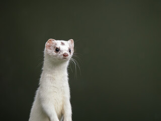 A Stoat in White Ermine