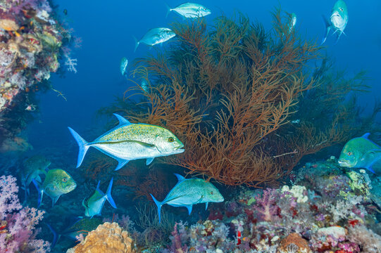 Bluefin Trevally Among Black Coral in Sudan's Red Sea