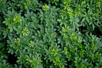 Green image of a tree planted as a bush in the garden. Looking at it, it feels comfortable and refreshing. It makes me feel close to nature and relieves fatigue.