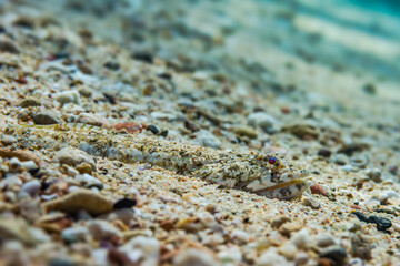 Clearfin Lizardfish Camouflaged in Red Sea Sand