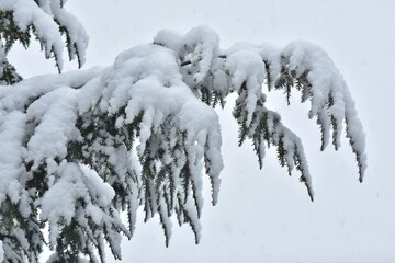 Schneefall und viel Neuschnee auf den Zweigen und Ästen einer Hemlocktanne (Tsuga)